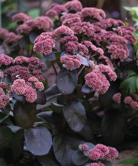 Desert Plants Landscaping, Garden Perennials, Fine Gardening Magazine, Big Draw, Gothic Garden, Corner Garden, Dream Yard, Fine Gardening, Night Garden