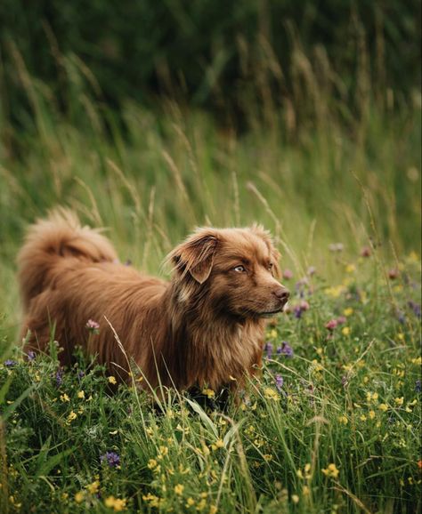 Credit: @redminiaussies, photo by: @nrnphoto (on Instagram) American Shepherd Dog, Miniature American Shepherd, American Shepherd, American Dog, Instagram V, Dog Photography, Australian Shepherd, Shepherd Dog, Photoshoot Ideas