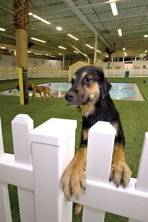 dog room in garage | dog cage ideas indoor | indoor dog kennel ideas | One way to create a comfortable indoor space for your dog is to section off a part of the house with baby gates. This way, your dog has its own “room” that it can relax in without feeling isolated from the rest of the family. Another option is to use furniture to create a barrier around your dog’s bed. This could be as simple as placing a bookshelf next to the bed, or getting a dog crate that doubles as an end table. Dog Facility, Dog Daycare Design, Dog Daycare Business, Dog Play Area, Indoor Dog Park, Hotel Pet, Luxury Dog Kennels, Dog Boarding Facility, Dog Boarding Kennels