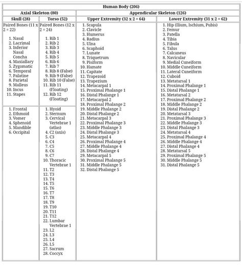 Human Body Bones Name, Human Bones Name, Human Body All Bones Name, 206 Bones Human Skeleton List, Bones Names Anatomy, 206 Bones Human Skeleton, Bones Chart, Pharmacy Notes, Human Body Bones