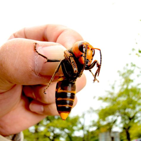 ‘Murder Hornets,’ a.k.a. Asian Giant Hornets, Arrive in U.S. Benefits Of Raw Honey, Deadbeat Moms, Aesthetic Health, Tattoo Health, Honey Bee Hives, Bees And Wasps, Bee Tattoo, Arthropods, Bee Art