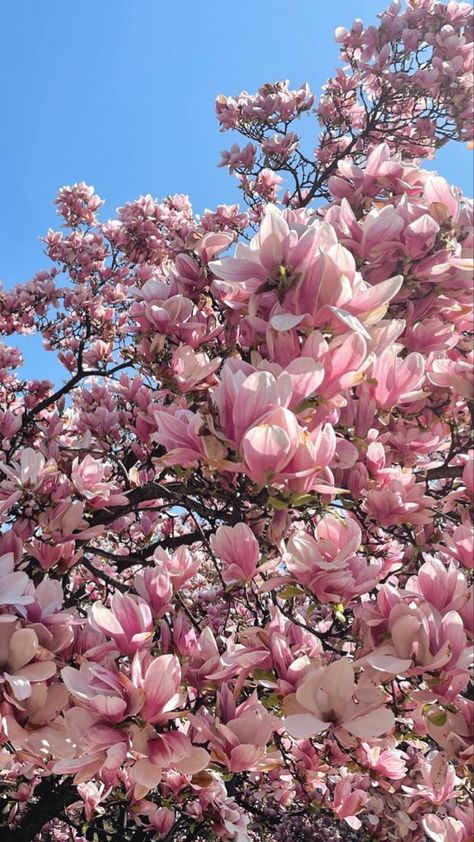 Magnolia Wallpaper, Lawn Service, Magnolia Trees, Tree Wallpaper, Magnolia Flower, Beautiful Artwork, Spring Flowers, Cherry Blossom, Magnolia