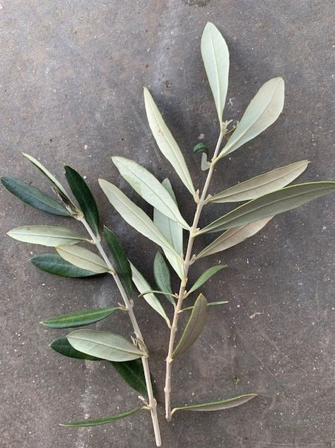 Olive Foliage Olive Foliage, Tan Wedding, Flower Guide, Olive Leaf, Castle Wedding, Olive Tree, Olive Color, Beautiful Blooms, Organic Shapes