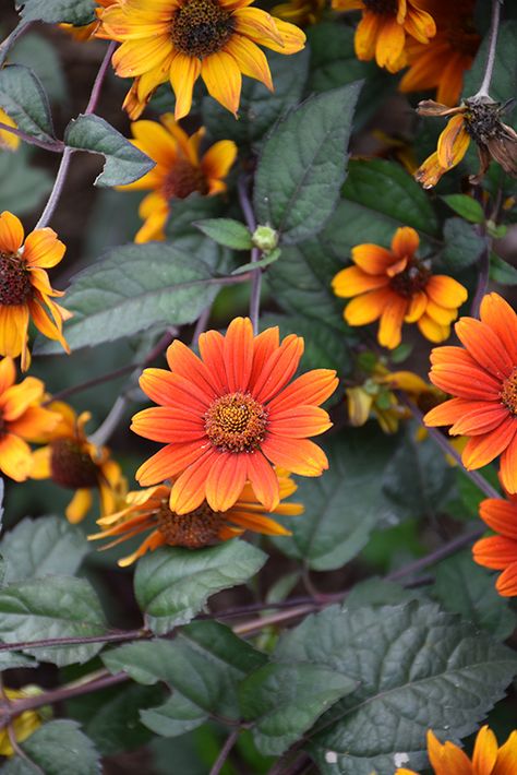 Click to view a full-size photo of Bleeding Hearts False Sunflower (Heliopsis helianthoides 'Bleeding Hearts') at Longfellow's Greenhouses Heliopsis Helianthoides, Brooklyn Garden, False Sunflower, Outdoor Flowering Plants, Perennial Sunflower, Oxeye Daisy, Waterville Maine, Late Summer Flowers, Rent House