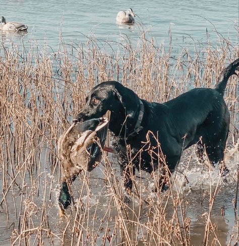 Black Lab Hunting, Working Dog Aesthetic, Black Lab Aesthetic, Labs Hunting, Tiger Hunting, Hunting Birds, Dogs Hunting, Hunting Animals, Lion Hunting