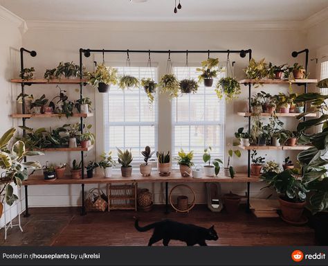 Shelves For Plants Indoor, Plant Living Room Aesthetic, Plant Lights Indoor Setup, Indoor Plant Setup, Grow Lights For Houseplants, Plant Shelving, Plant Rooms, Indoor Plant Shelves, 2022 Kitchen