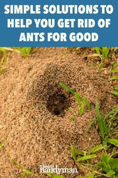 Get Rid Of Ants Outside, How To Get Rid Of Fire Ants In The Yard, Getting Rid Of Ants In Yard, Fire Ants How To Get Rid Of, Ant Repellent Diy Outdoor, How To Kill Ants Outside, How To Kill Ants, How To Get Rid Of Ants In The House, How To Get Rid Of Ants