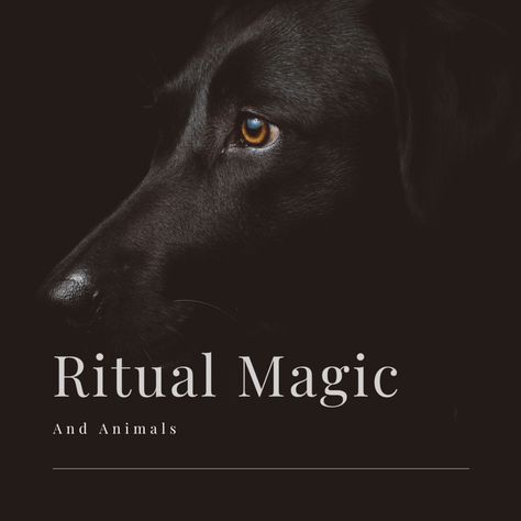 Magical Spells for Protecting and Connecting With Animals - Exemplore Animal Spells, Protection Spell For Animals, Dog Healing Spell, Animal Protection Spell, Spell To Bring A Lost Pet Home, Pet Protection Spell, Pet Healing Spell, Pet Protection Sigil, Spell To Bring Back Lost Pet