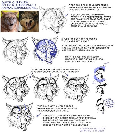 Embedded image permalink Animal Expressions, Dog Expressions, Artist Tutorials, Dog Anatomy, 강아지 그림, Wolf Drawing, Canine Art, Drawing Expressions, Dog Drawing