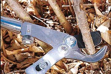 weeds and clippers Pruning Trees, Pruning Shrubs, Pruning Plants, Pruning Fruit Trees, Types Of Hydrangeas, Growing Trees, Broadleaf Evergreen, Small Yards, Backyard Diy