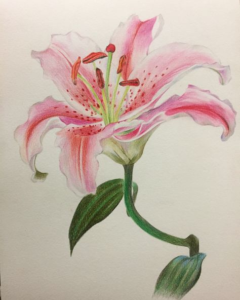 Lily Flower Sketch, Easter Drawing Ideas, Rose Flowers Drawing, Lily Artwork, Lily Illustration, Easter Drawing, Watercolor Lily, Lilies Drawing, Lily Art