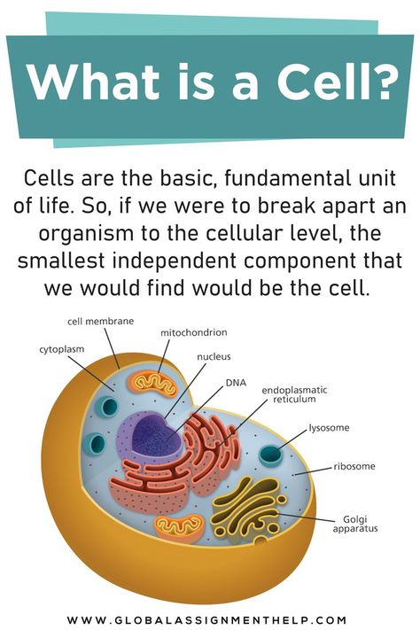 Unicellular Organisms, Cell Biology Notes, Science Assignment, What Is Cell, Biology Diagrams, Learn Biology, Chemistry Basics, Study Biology, Basic Anatomy And Physiology