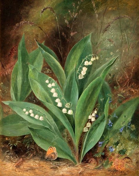 Albert Dürer Lucas ‘Lily of the Valley’(one of a pair) 187… | Flickr Albert Dürer, Albert Durer, Illustration Botanique, Albrecht Durer, Still Life Painting, Lily Of The Valley, Flowers And Leaves, Botanical Illustration, Botanical Art