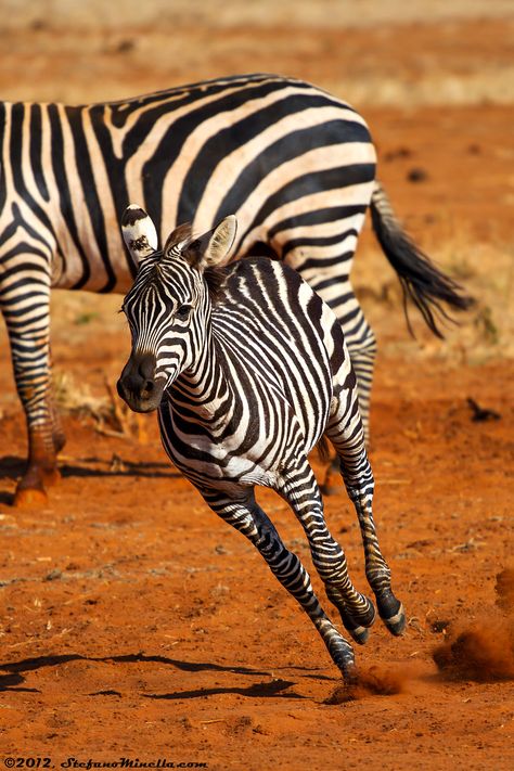 Zebra Running, Zebra Tattoos, Zebra Pictures, Zebra Wallpaper, Baby Zebra, Awesome Animals, Lovely Animals, African Wildlife, African Animals