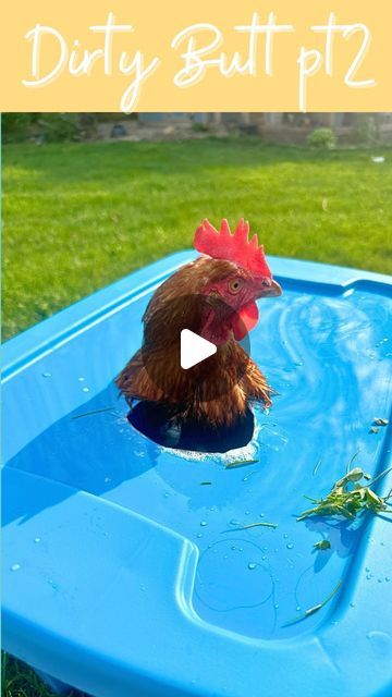 Nikki Husted on Instagram: "It’s a lot to type out so instead, it’s all saved in my highlight bubble called “vent gleet”. Vent gleet can be caused by many things. This girl is a rescue chicken and she’s always had one issue or another. She’s a production hen so probably not bred well or cared for before I got her. Although she’s loving the good life now, she still ends up with issues now and then. Here’s to hoping Mary stays clean! 

#chickens #chickenbath #chickenfirstaid #chickencare #chickencaretips #chickensofig #dirtychicken #fluffbutt #petchicken" Swimming Chicken, Chicken Bath, Chicken Care, Chicken Health, Raising Backyard Chickens, Rear End, Backyard Chickens, Pet Chickens, Raising Chickens