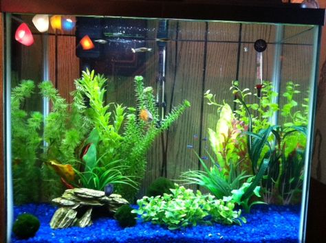 Blue gravel aquarium tank Community Tanks, Aquarium Ideas, Aquarium Tank, Beta Fish, Fish Tank Decorations, Freshwater Aquarium, Cat Room, Goldfish, Fish Tank