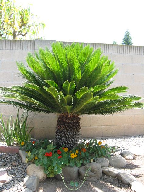 Sago Palm (Cycas revoluta) and Nasturtium (Tropaeolum) Cycas Plant, Cycas Palm, Sago Palm Tree, Cycas Revoluta, Texas Landscaping, Arizona Decor, Small Palm Trees, Weird Trees, Sago Palm