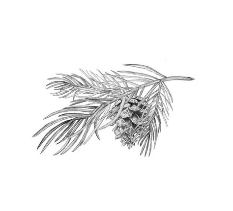 En liten tallkvist  Pinecone White Pine Cone And Tassel Tattoo, Pine Branch Tattoo, Botanical Illustration Black And White, Pinecone Tattoo, Pine Tattoo, Pine Tree Drawing, Left Arm Tattoos, Branch Tattoo, Forest Tattoos