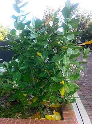 Giant Milkweed, Milkweed Garden, Special Plants, Florida Garden, Garden Magic, Cottage Charm, Landscape Plan, Green Roof, Planting Seeds