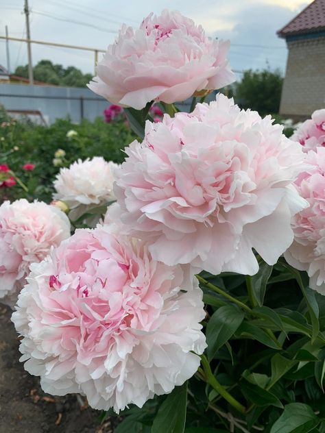 Peony Flower Aesthetic, Floral Design Wallpaper, Growing Peonies, Pink Carnations, Pink Garden, Beautiful Rose Flowers, Fragrant Flowers, Landscaping Plants, Peony Flower