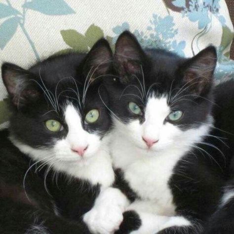 Bicolor Cat, Black And White Cats, Tuxedo Cats, Cats Aesthetic, White Cats, Cat Aesthetic, Cute Cats And Kittens, Cute Animal Pictures, Cute Cats And Dogs