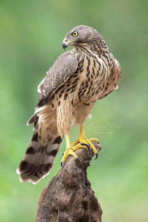 Meandering Path, Northern Goshawk, Falcon Art, My Interests, Eagle Pictures, Nature Birds, My Posts, Big Bird, Exotic Birds