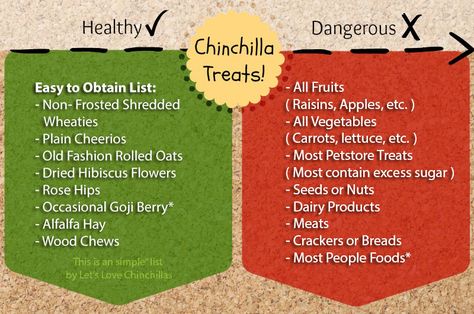 Chinchilla Care Tips, Chinchilla Diet, Chinchilla Cage Ideas, Chinchilla Facts, Pet Chinchilla, Chinchilla Care, Cute Chinchilla, Chinchilla Cute, Chinchilla Pet