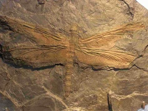 Prehistoric Insects, Giant Dragonfly, Carboniferous Period, Old Dragon, Largest Snake, Rocks And Fossils, Flying Insects, Arthropods, Dragon Fly