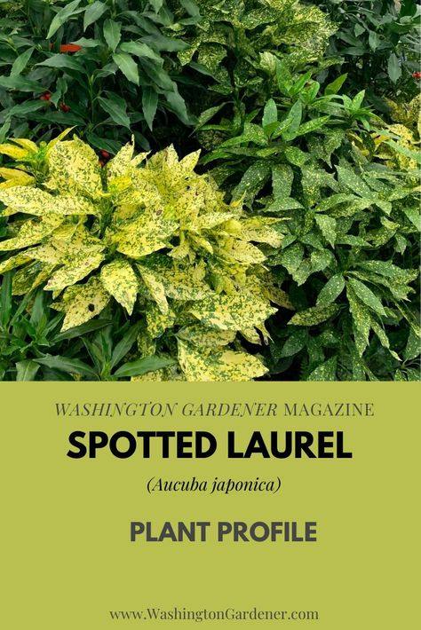 Spotted Laurel, Aucuba Japonica, Shade Loving Perennials, Shade Garden Plants, Leaf Plant, Evergreen Shrubs, Shade Plants, Vintage Garden, Shade Garden