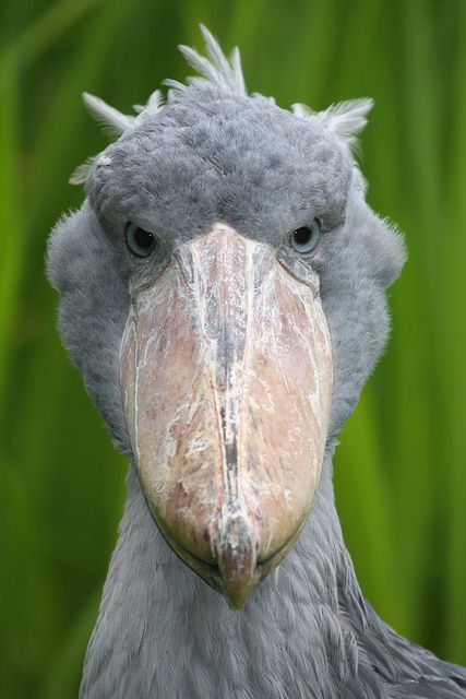 Whalehead or Shoe-billed Stork, very large stork-like bird. It derives its name from its massive shoe-shaped bill. en.wikipedia.org/... #Bird #Shoebill Shoe Billed Stork, Shoebill Bird, Balaeniceps Rex, Shoebill Stork, Polymer Inspiration, Holy Cow, Exotic Birds, Pretty Birds, Wild Life