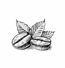 Seed Tattoo, Seed Illustration, Coffee Bean Logo, Night Tattoo, Leaves Sketch, P Tattoo, Coffee Tattoos, New Tattoo Designs, Pen Art Drawings