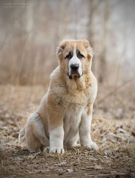 Central Asian Ovcharka (Alabai) puppy Russian Dog Breeds, Best Guard Dog Breeds, Alabai Dog, Russian Dogs, Central Asian Shepherd, Guard Dog Breeds, Best Guard Dogs, Rare Dogs, Livestock Guardian Dog