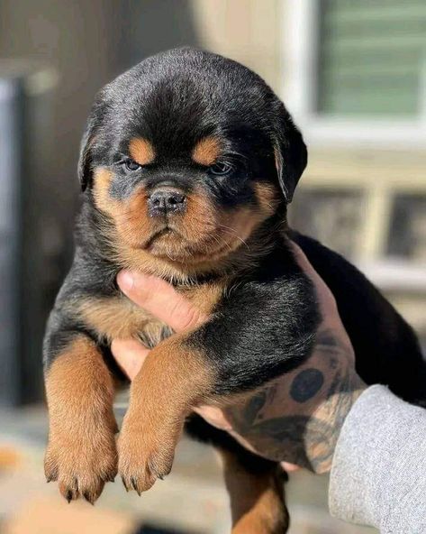 Rottweiler dog photo Cute Rottweiler, Cute Puppy Photos, Deadly Animals, Rottweiler Love, Breeds Of Dogs, Distant Memory, Rottweiler Mix, Rottweiler Lovers, Scary Dogs