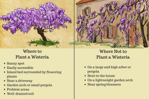 Choosing a location for your wisteria is one of the most important decisions since the plant's ability to flower and be controlled depends on this factor. Wisteria Pergola, Wisteria Garden, Wisteria Plant, Terrasse Design, Wisteria Tree, Pergola Design, Have Inspiration, Beautiful Flowers Garden, Pretty Plants