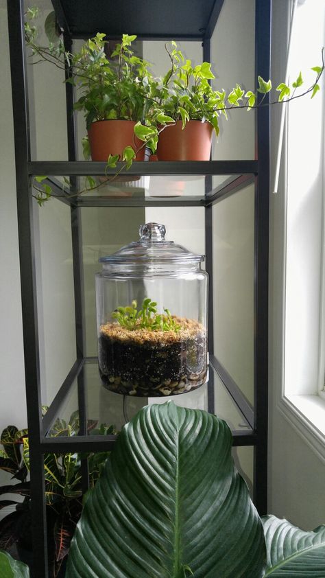 Cookie jar Venus Fly Trap Terrarium. Bottom layer, decorative rocks, soil is 50/50 peat moss & vermiculite (don't use regular potting soil, most have fertilizer added, & will kill your fly trap) top layer I put Australian spagnum moss. Water (distilled water only) until bottom layer of rocks are fully submerged. All done in a large glass cookie jar. Keep lid slightly open to allow humidity to build and for it to be able to do its job of attracting small insects to consume. Enjoy, Aleena Venus Fly Trap Decor, Venus Fly Trap Terrarium Diy, Venus Flytrap Terrarium, Fly Trap Terrarium, Succulent Farm, Terrarium Layers, Venus Fly Trap Terrarium, Carnivorous Plants Terrarium, Jar Terrarium