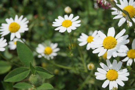 Thanks to Rebecca Asryan for making this photo available freely on @unsplash 🎁 Growing Chamomile, Grow Chamomile, Chamomile Growing, Chamomile Seeds, Herb Spiral, German Chamomile, Calming Tea, Homemade Tea, Big Plants