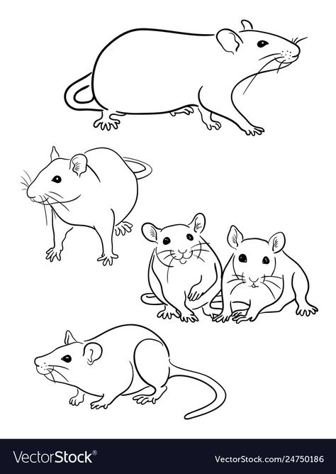 Rat Line Art, Rodent Tattoo, Cute Rat Drawings, Rattus Rattus, Rat Tattoo, Animal Line Drawings, Funny Rats, Line Art Vector, Jewellery Design Sketches