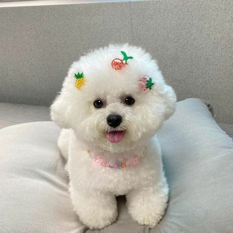 Bichon Dog, Bichon Frise Puppy, Dog Breeds List, Monkey Pictures, Bichon Frise Dogs, Pets 3, Tiny Dogs, Puppy Adoption, Cute Wild Animals