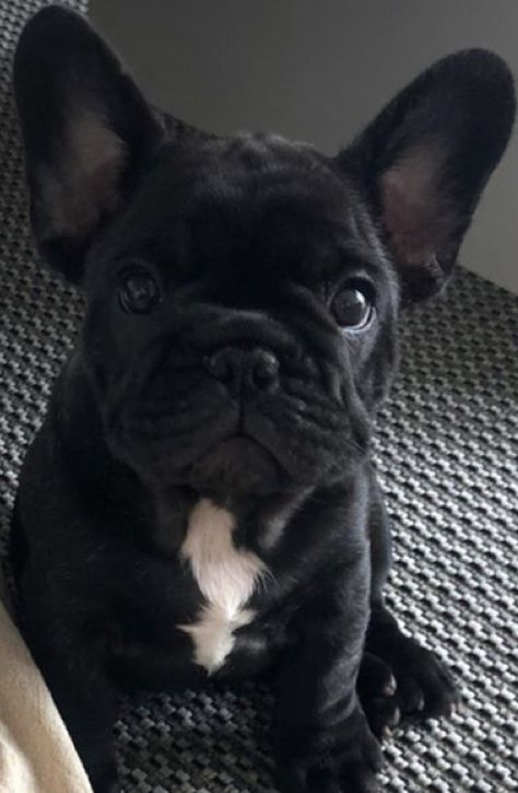 French Bulldog Black, Black French Bulldog, Black French Bulldogs, Bulldog Francese, Lovely Animals, Cute Doodles, Cuteness Overload, Black Mini, I Fall In Love