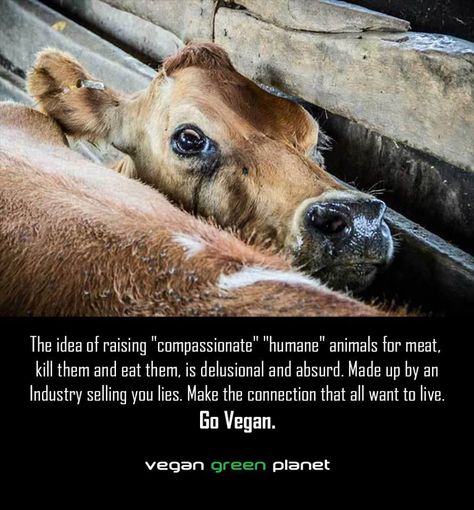 Animal Slaughter, Why Vegan, Factory Farming, Animal Liberation, Stop Animal Cruelty, Animal Advocacy, Glass Walls, Dairy Cows, Vegan Animals