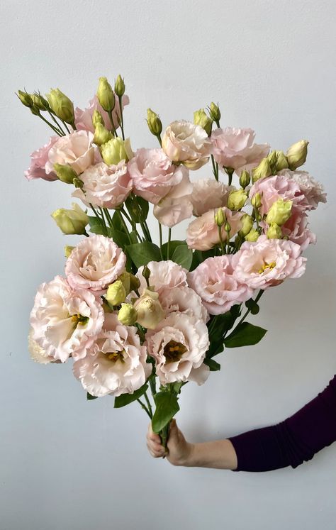 Light Pink Lisianthus, August Wedding Florals, Lisanthius Flowers, Champagne Lisianthus, Blush Lisianthus, Floral Design Classes, Flower Varieties, Create Cultivate, Flower Guide