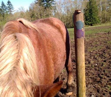 itching-post-tail Farm Stuff, Old Pillows, Horse Tips, Horse Diy, Chestnut Color, Artificial Turf, Scratching Post, Massage Tools, Curries