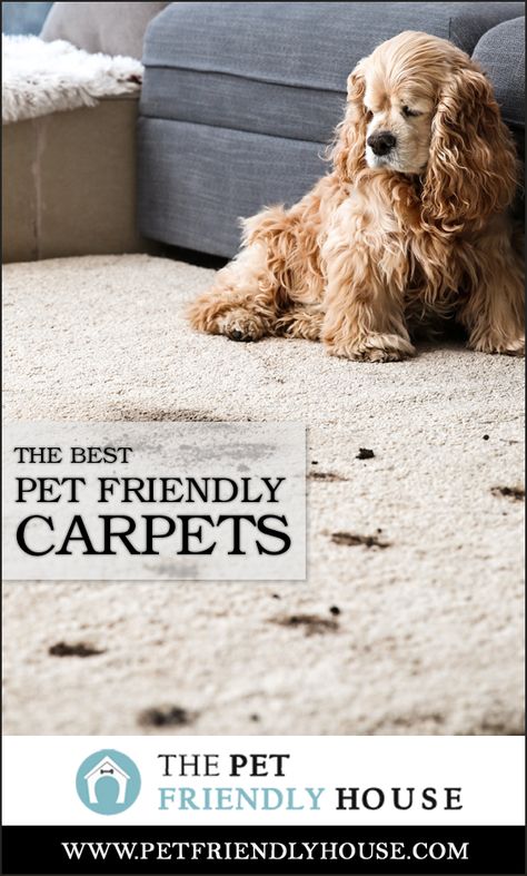 Best Carpet For Pets, Cabin Carpet, Carpet For Dogs, Pet Friendly Carpet, Stairway Carpet, Basement Carpet, Carpets For Kids, Pet Friendly House, Carpet Squares