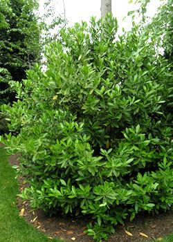 Florida Sunshine Anise, Miss Lemon Abelia Shrub, American Hazelnut Shrubs, Radiance Abelia, Garden Mum, Drought Tolerant Perennials, Florida Plants, Buy Plants Online, Deer Resistant Plants