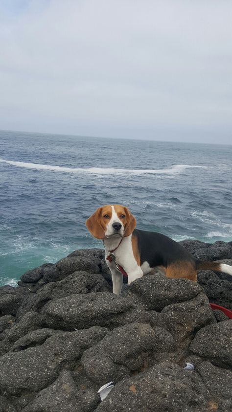 Beagle Wallpaper, Beagle Pictures, Beagle Puppy Aesthetic, Beagle Aesthetics, Funny Dog Jokes, Beagle Howling, Dog Jokes, Cute Beagles, Dog Quotes Funny