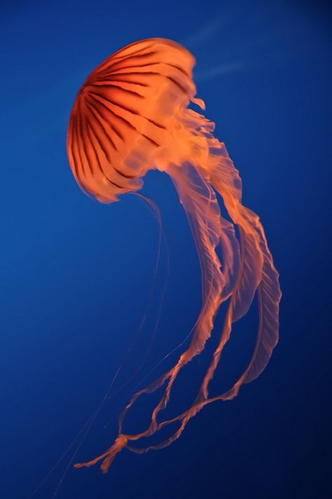 Jellyfish Real Photo, Jellyfish Photography Underwater, Jellyfish Reference Photo, Jelly Fish Photography, Medusa Photography, Jellyfish Reference, Jellyfish Real, Real Jellyfish, Medusa Animal