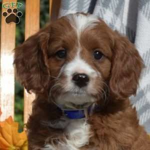 Colby - Cavapoo Puppy For Sale in Pennsylvania Cavapoo Puppy, Cavapoo Puppies For Sale, Greenfield Puppies, Puppy Finder, Cavapoo Puppies, Yorkie Poo, Miniature Poodle, Puppy For Sale, Canine Companions