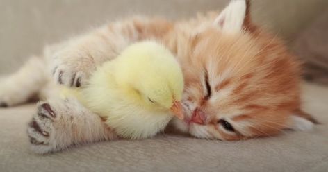 Kitten And Baby Chick Are The Best Snuggle Buddies (Video) - I Can Has Cheezburger? Orange Kittens, Baby Chickens, Animals Friendship, Funny Cats And Dogs, Anime Cat, Baby Chicks, Funny Cat Pictures, Sweet Animals