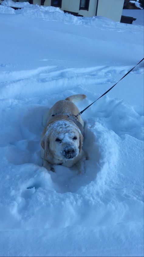 Dog In Snow Photography, Dog Winter Aesthetic, Baby Labrador, Dogs In Snow, Dog In The Snow, Dog In Snow, Winter Moodboard, Cute Labrador, Dog Labrador