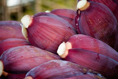 Banana blossom. Bud end of a flowering banana stalk used as a vegetable, edible , #AFF, #flowering, #banana, #Bud, #Banana, #blossom #ad Banana Blossom, Aztec Design, Ideas Creative, Design Background, Inspiration Ideas, Kerala, Blossom, Stock Images, Design Inspiration